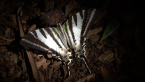 Four-barred Swordtail Butterfly
