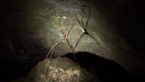 Rufous Net-casting Spider