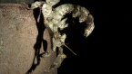 Spiny Leaf Insect