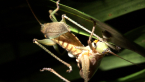 Mating Katydids
