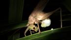 Mating Katydids