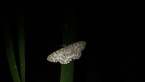 Geometrid Moth