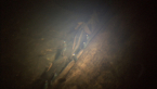 Freshwater Shrimps