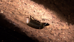 Pill Millipede