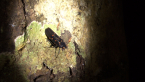 Fulgorid Leafhopper