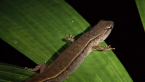 Murray's Skink