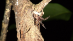 Trapdoor Spider