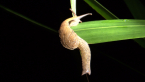 Hooded Semi-slug