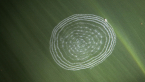 Spiralling Whitefly Tracks