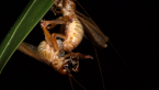 Mating Raspy Crickets