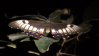 Orchard Swallowtail Butterfly