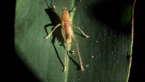 Katydid