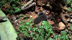 Lydia Lichen Moth Caterpillar