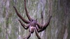 Huntsman Spider