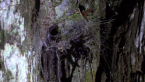 Northern Tree Funnel Web Spider