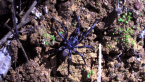 Trapdoor Spider