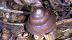 Richmond River Keeled Snail