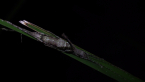 Stick-mimicking Katydid