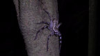 Grey Huntsman Spider
