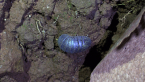 Woodlouse