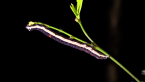 Moth Caterpillar