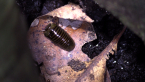 Pill Millipede