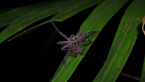 Huntsman Spider