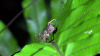 Trapezium Spider