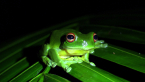 Orange-eyed Treefrog