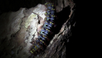 White-stemmed Gum Moth Caterpillar