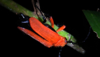 Mystery Beetle