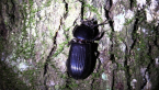 Bess Beetle