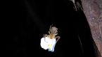Crab spider