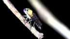 Robber Fly
