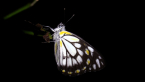 Caper White Butterfly