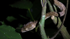 Juvenile Carpet Python