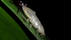 Moulting Cockroach