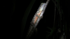 Eastern Water Dragon