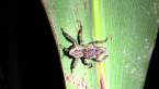 Cryptorhynch Weevil
