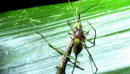 Eutichurid Spider