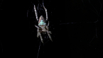 Orb-weaving Spider