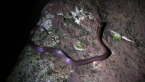 Golden-crowned Snake