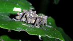 Cryptorhynch weevil