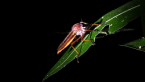 Robber Fly