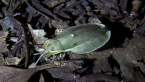 Sucking Bug