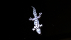 Robust Velvet Gecko