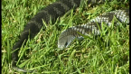 Tiger Snake
