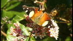 Yellow Admiral Butterfly