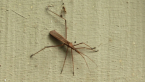 Assassin Bug