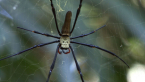 Golden Orb Spider